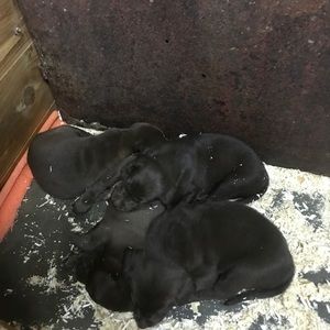 Meet your Posher, Sam